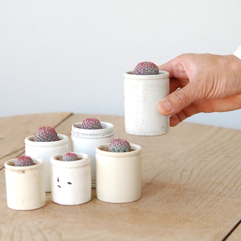 Echeveria グロブボーサ x antique pot