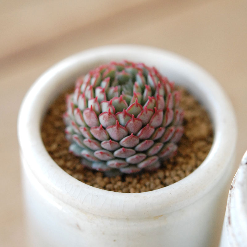 Echeveria グロブボーサ x antique pot