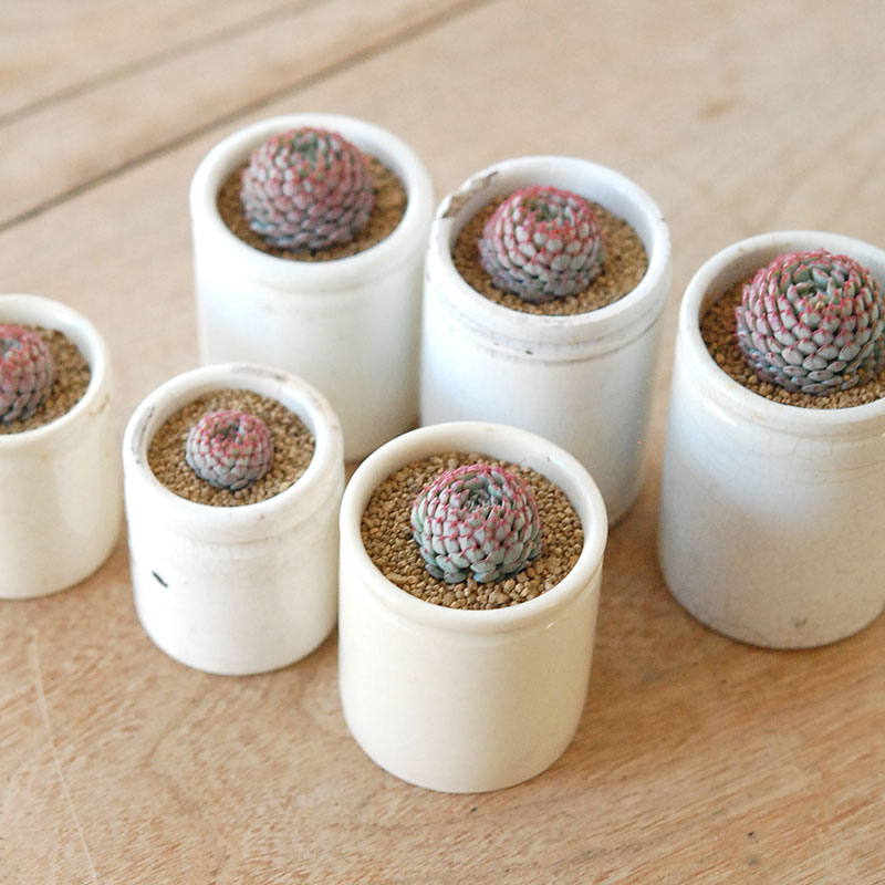 Echeveria グロブボーサ x antique pot