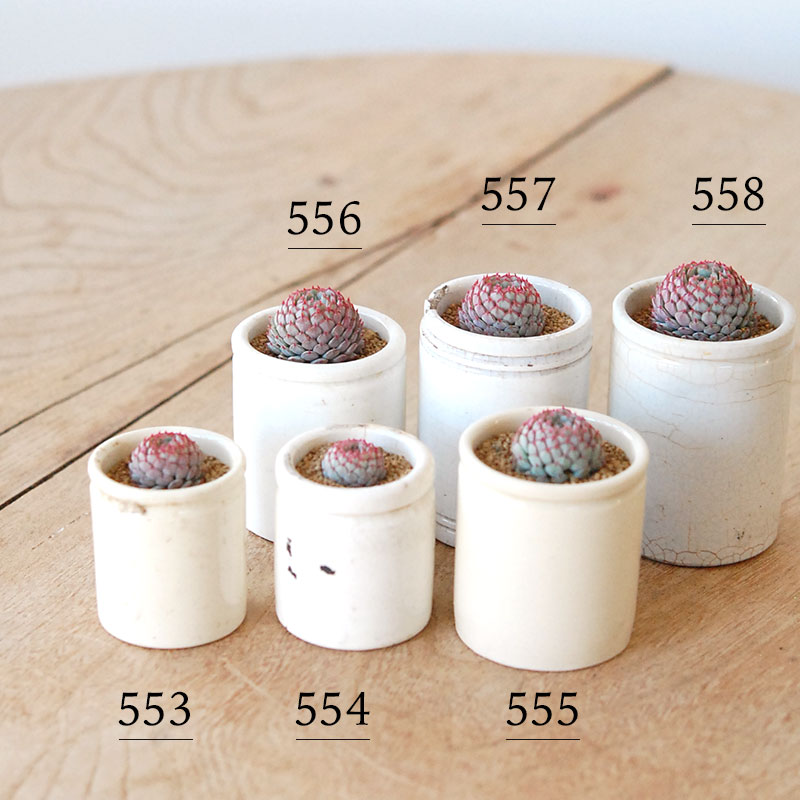 Echeveria グロブボーサ x antique pot