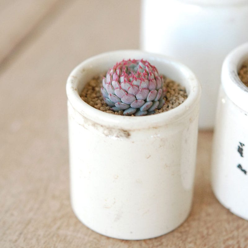 Echeveria グロブボーサ x antique pot