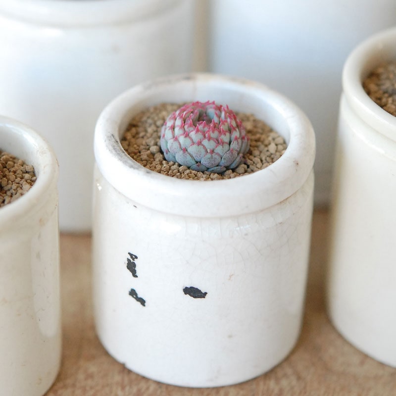 Echeveria グロブボーサ x antique pot