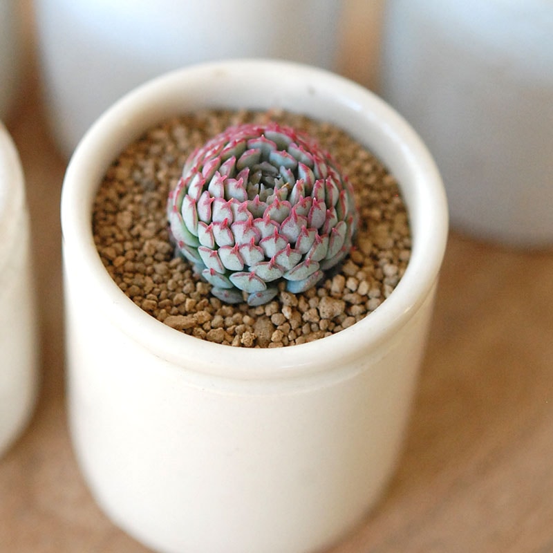 Echeveria グロブボーサ x antique pot