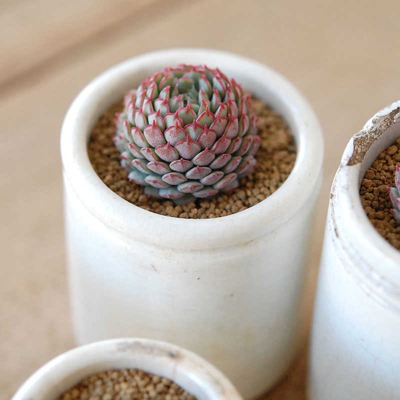 Echeveria グロブボーサ x antique pot