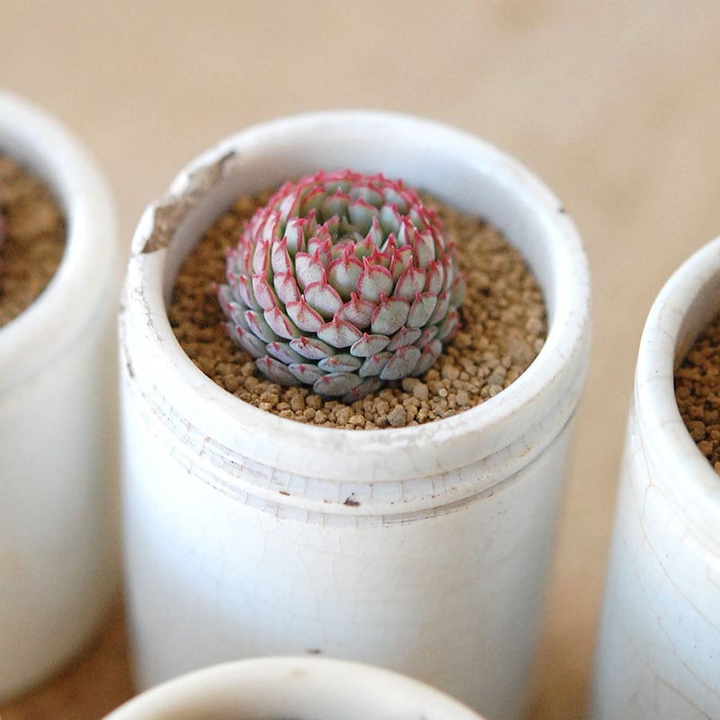 Echeveria グロブボーサ x antique pot