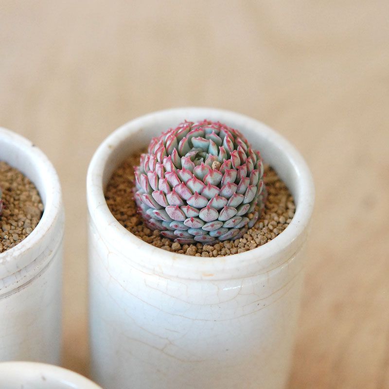 Echeveria グロブボーサ x antique pot