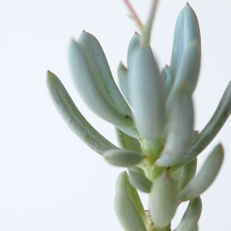 succulent x bule antique イギリスジャー