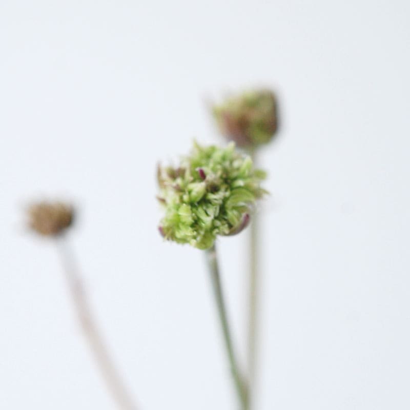 succulent x bule antique イギリスジャー