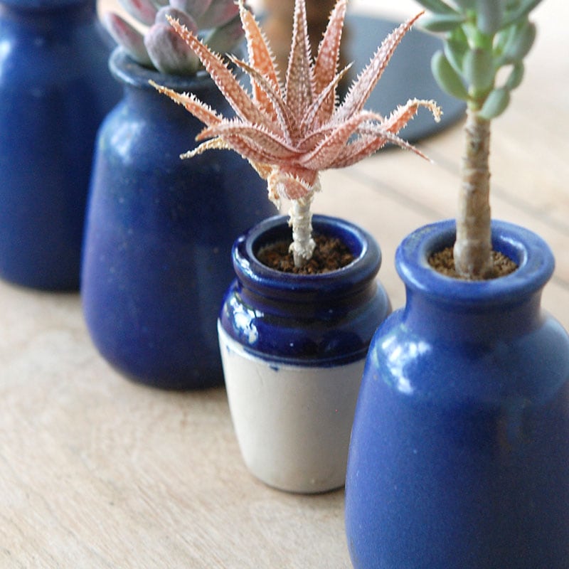 succulent x bule antique イギリスジャー