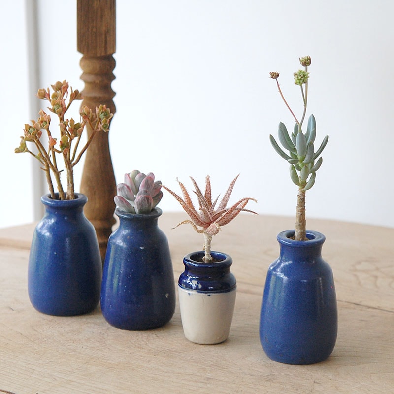 succulent x bule antique イギリスジャー