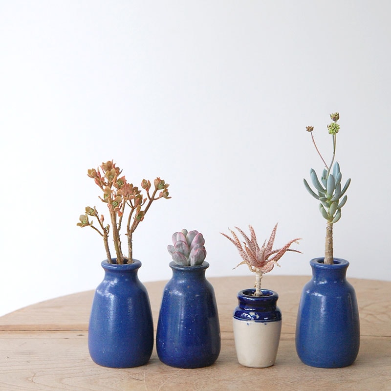 succulent x bule antique イギリスジャー