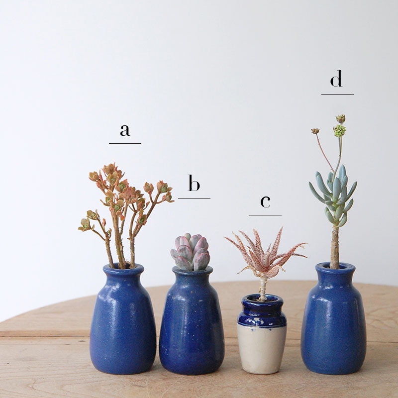 succulent x bule antique イギリスジャー