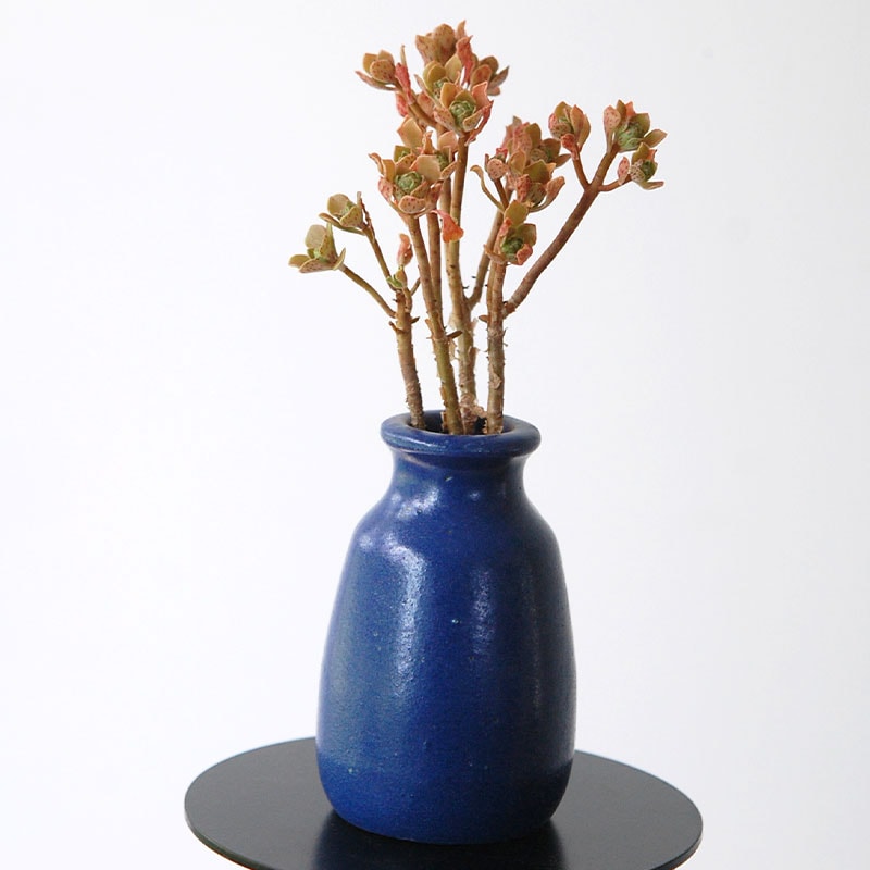 succulent x bule antique イギリスジャー
