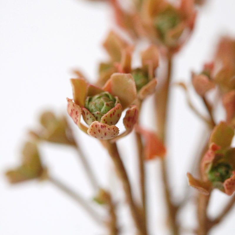 succulent x bule antique イギリスジャー
