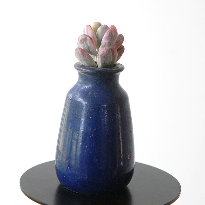 succulent x bule antique イギリスジャー