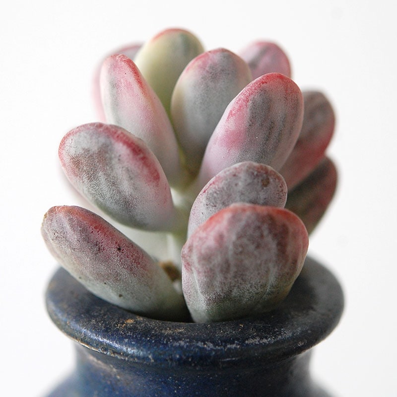 succulent x bule antique イギリスジャー