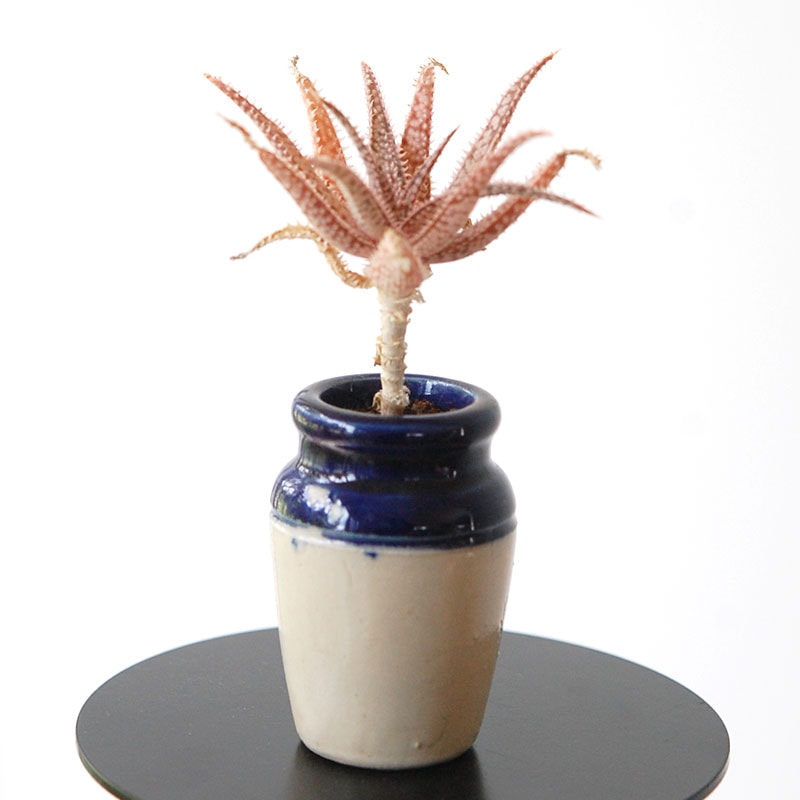 succulent x bule antique イギリスジャー