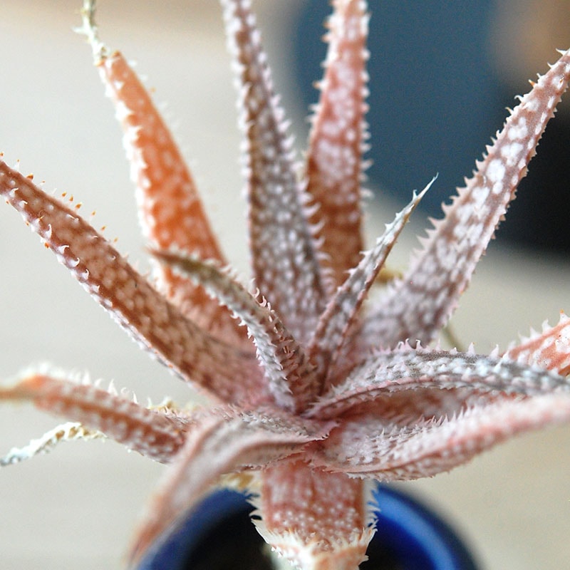 succulent x bule antique イギリスジャー