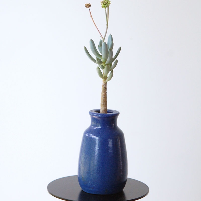 succulent x bule antique イギリスジャー
