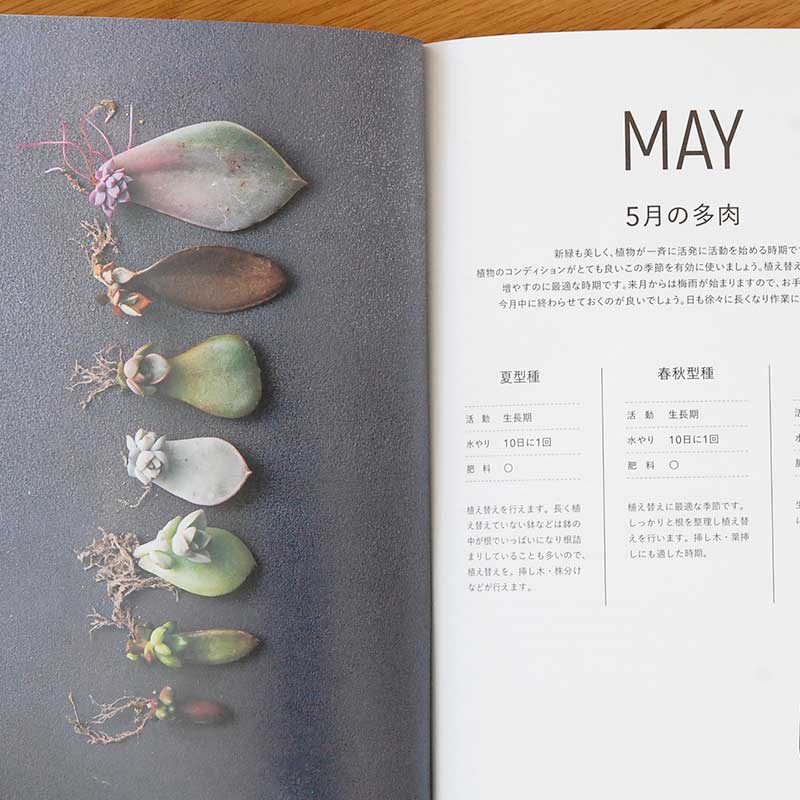 書籍 「はじめての多肉植物栽培」