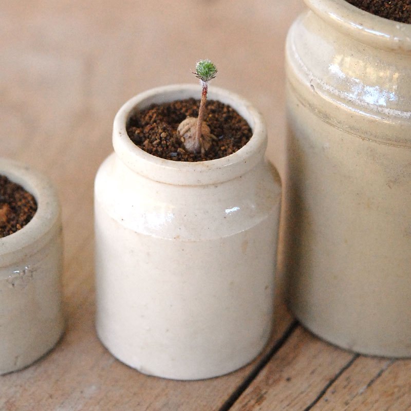 Eriospermum parodoxum x antique pot