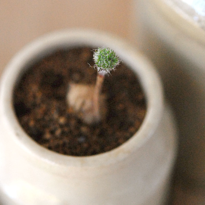 Eriospermum parodoxum x antique pot