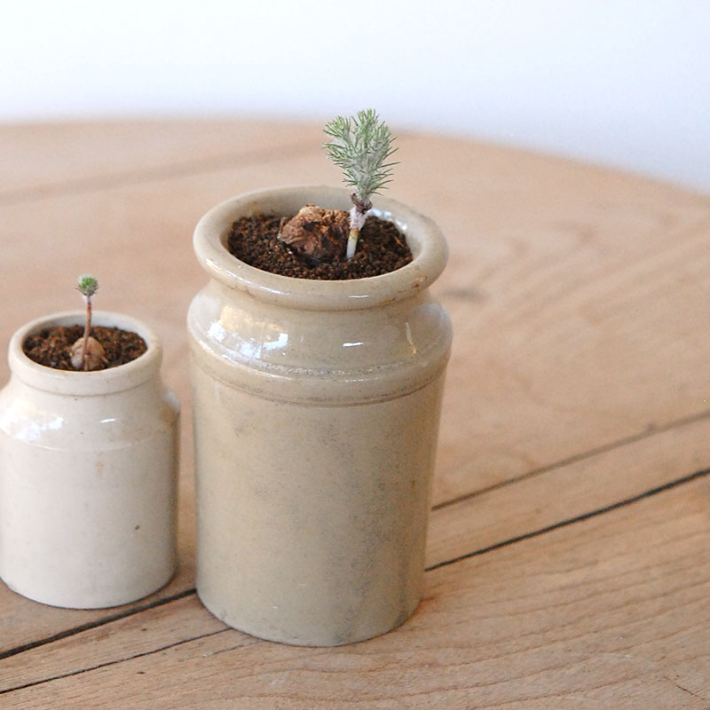 Eriospermum parodoxum x antique pot