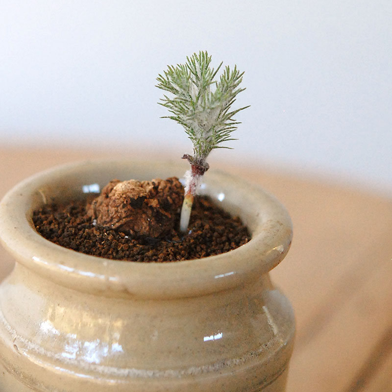 Eriospermum parodoxum x antique pot