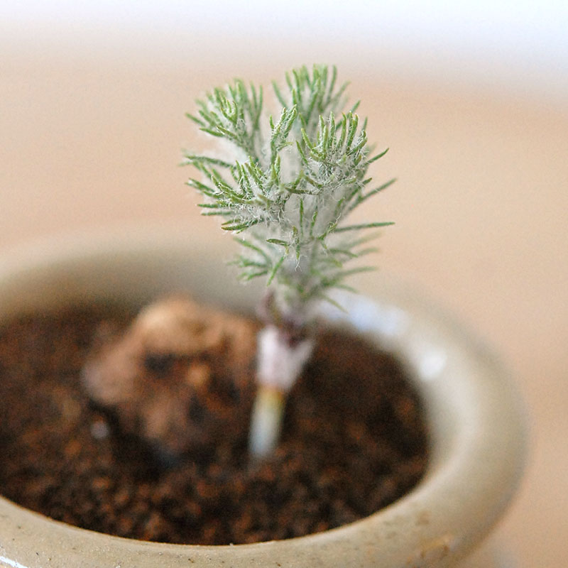 Eriospermum parodoxum x antique pot