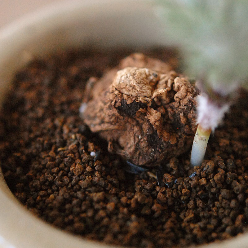 Eriospermum parodoxum x antique pot