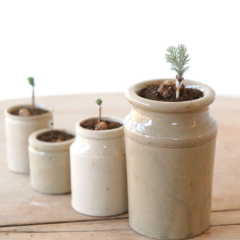 Eriospermum parodoxum x antique pot