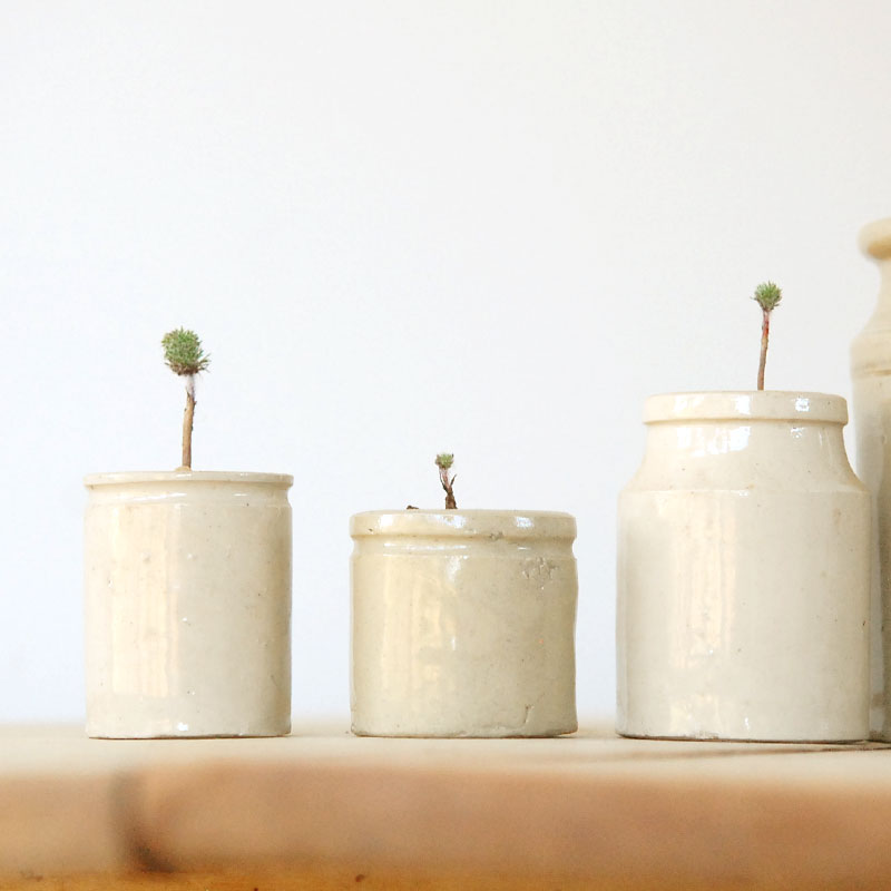 Eriospermum parodoxum x antique pot