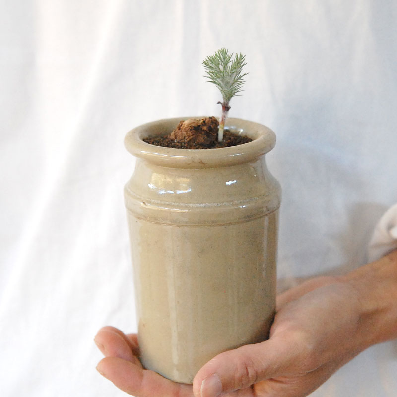 Eriospermum parodoxum x antique pot