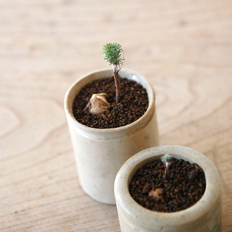 Eriospermum parodoxum x antique pot