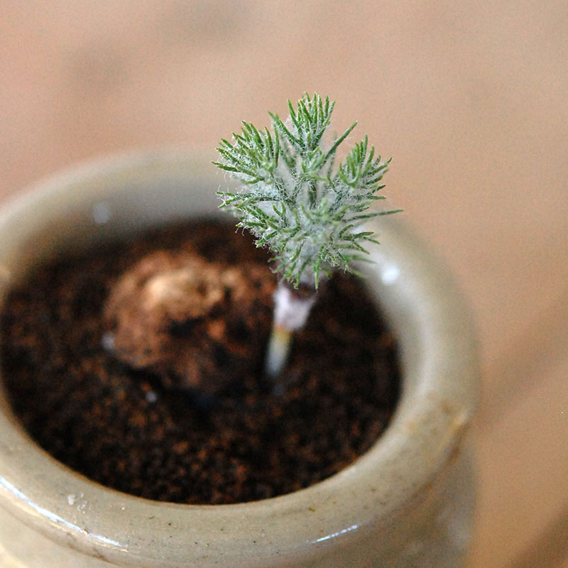 Eriospermum parodoxum x antique pot