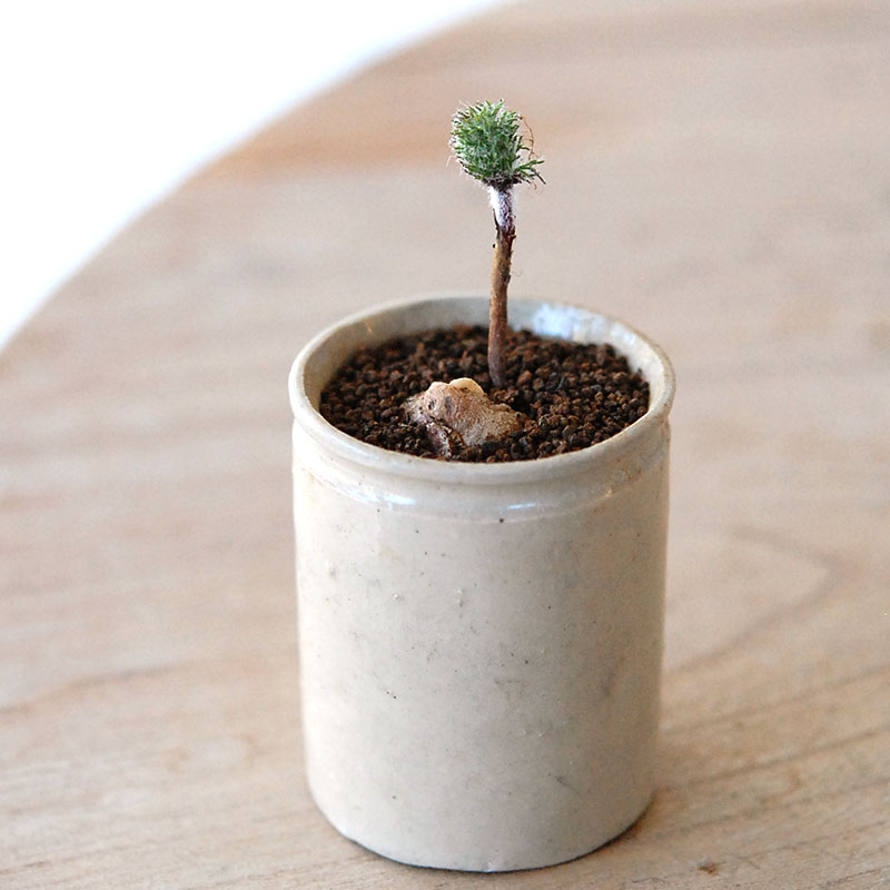 Eriospermum parodoxum x antique pot