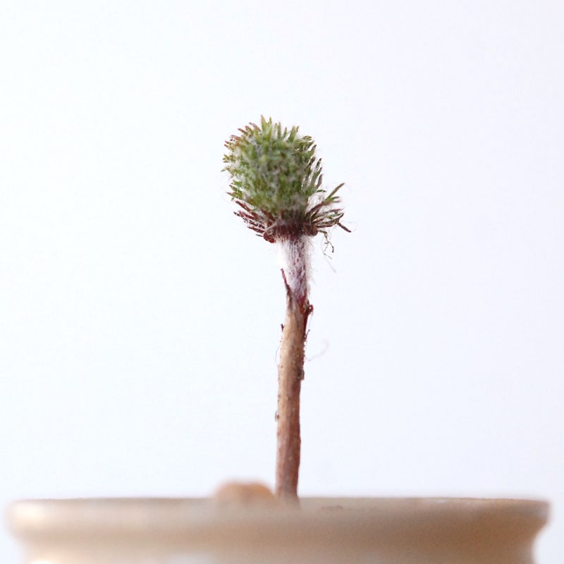 Eriospermum parodoxum x antique pot