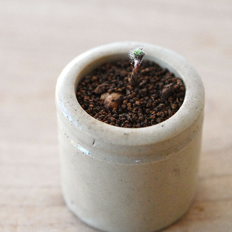 Eriospermum parodoxum x antique pot