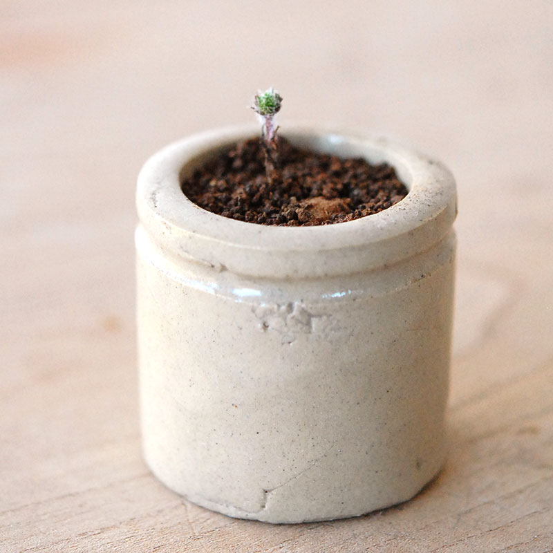 Eriospermum parodoxum x antique pot