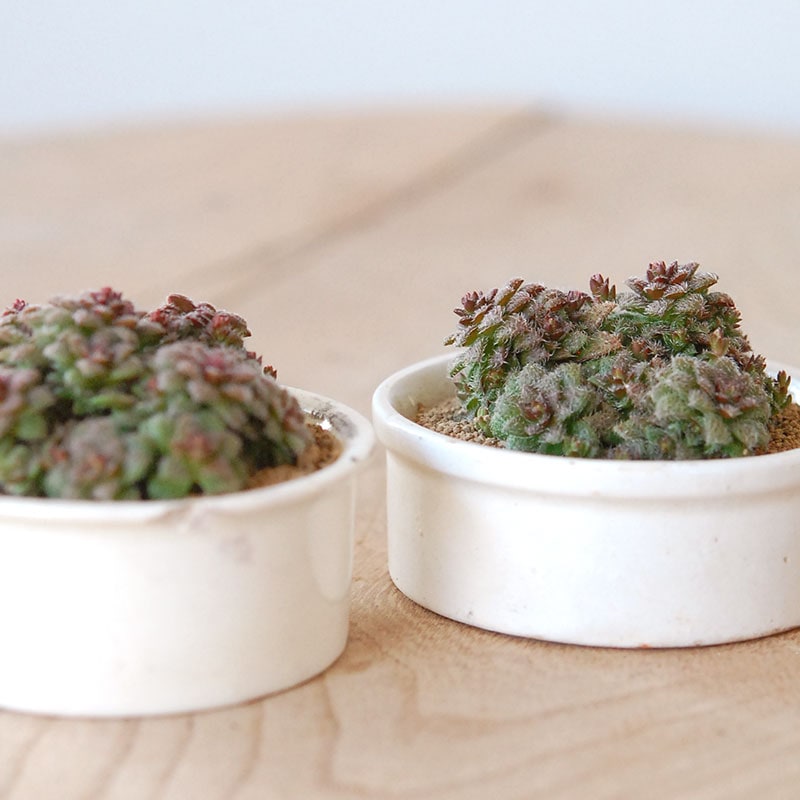 Crassula トランスバール x antique pot