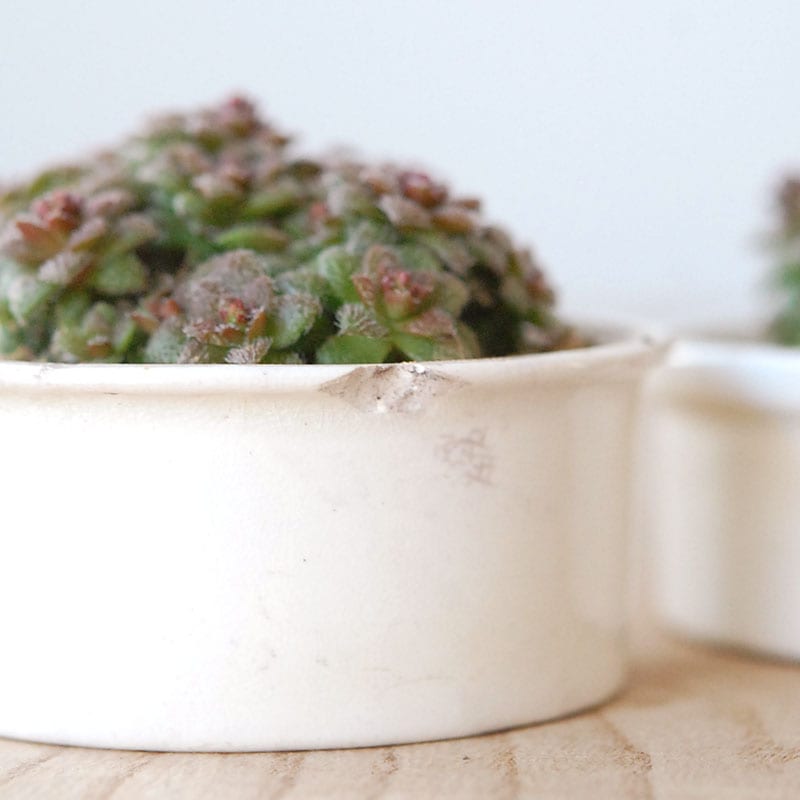 Crassula トランスバール x antique pot