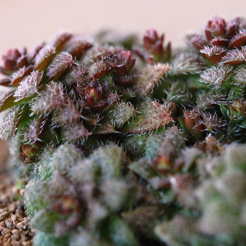 Crassula トランスバール x antique pot