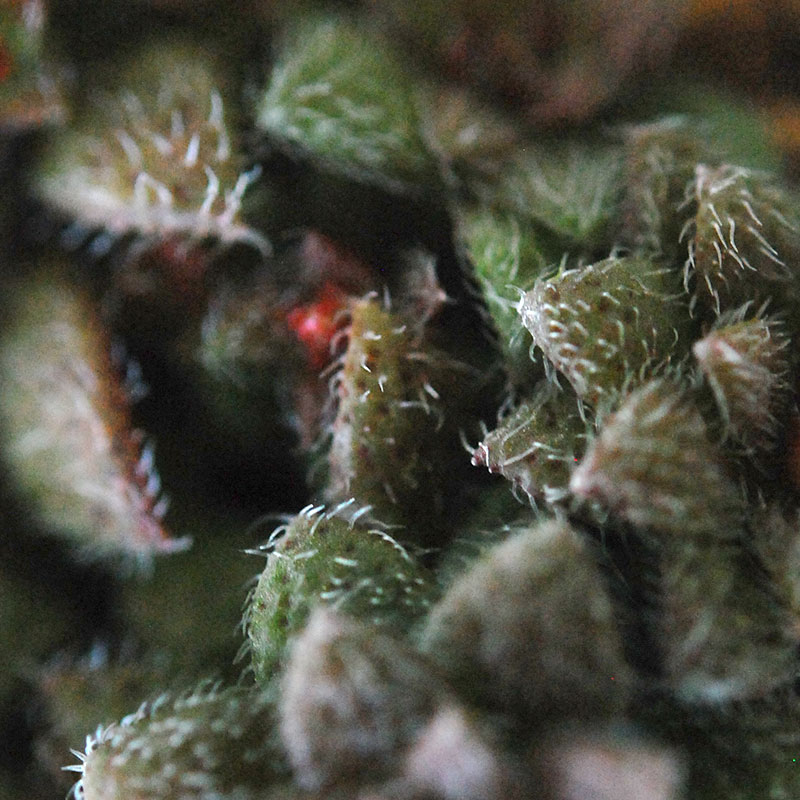 Crassula トランスバール x antique pot