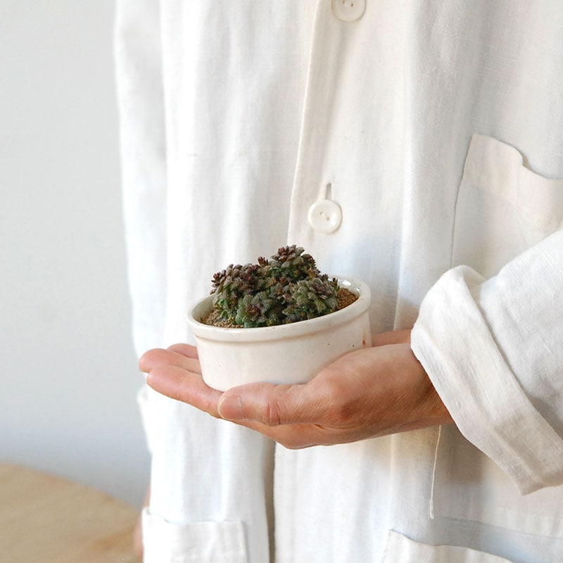 Crassula トランスバール x antique pot