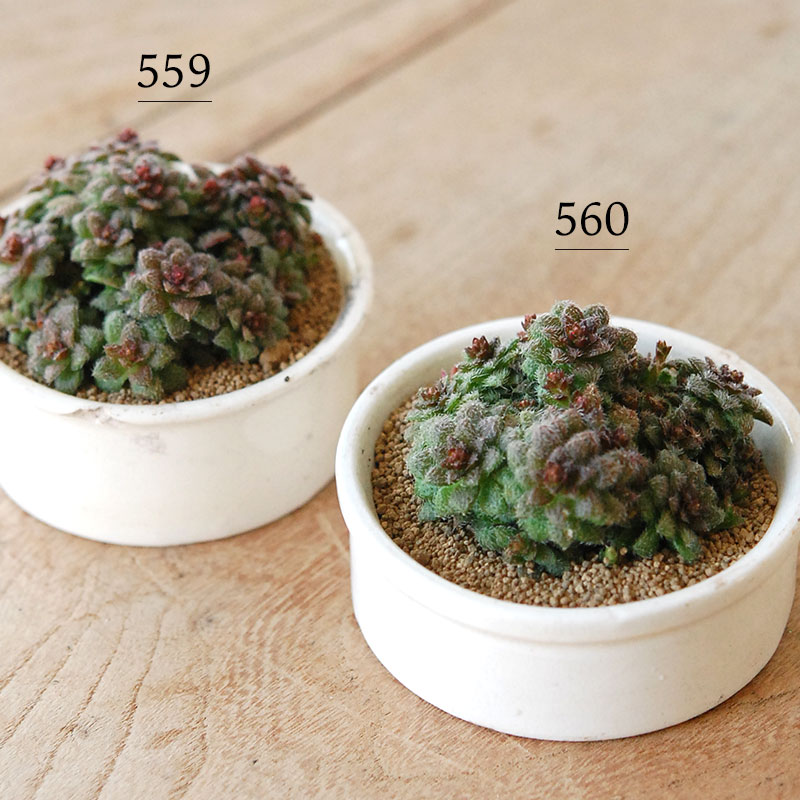 Crassula トランスバール x antique pot