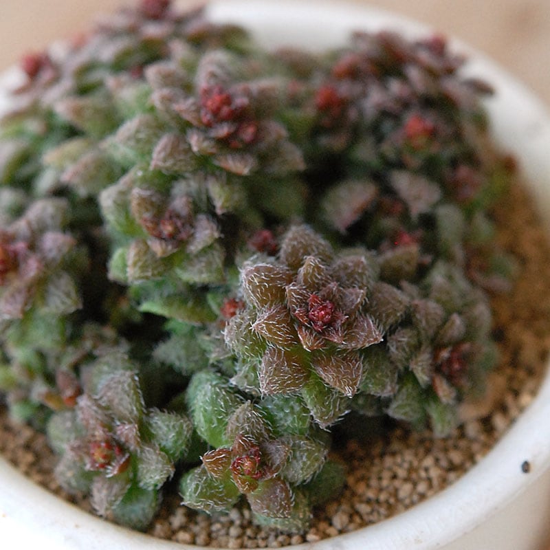 Crassula トランスバール x antique pot