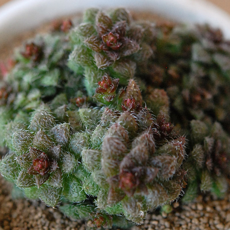 Crassula トランスバール x antique pot