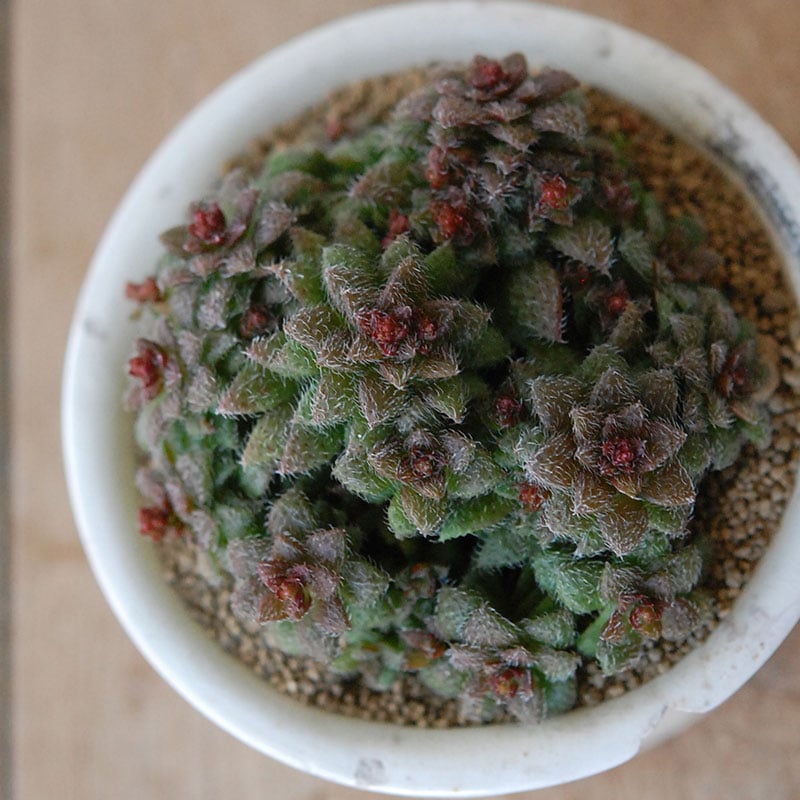 Crassula トランスバール x antique pot