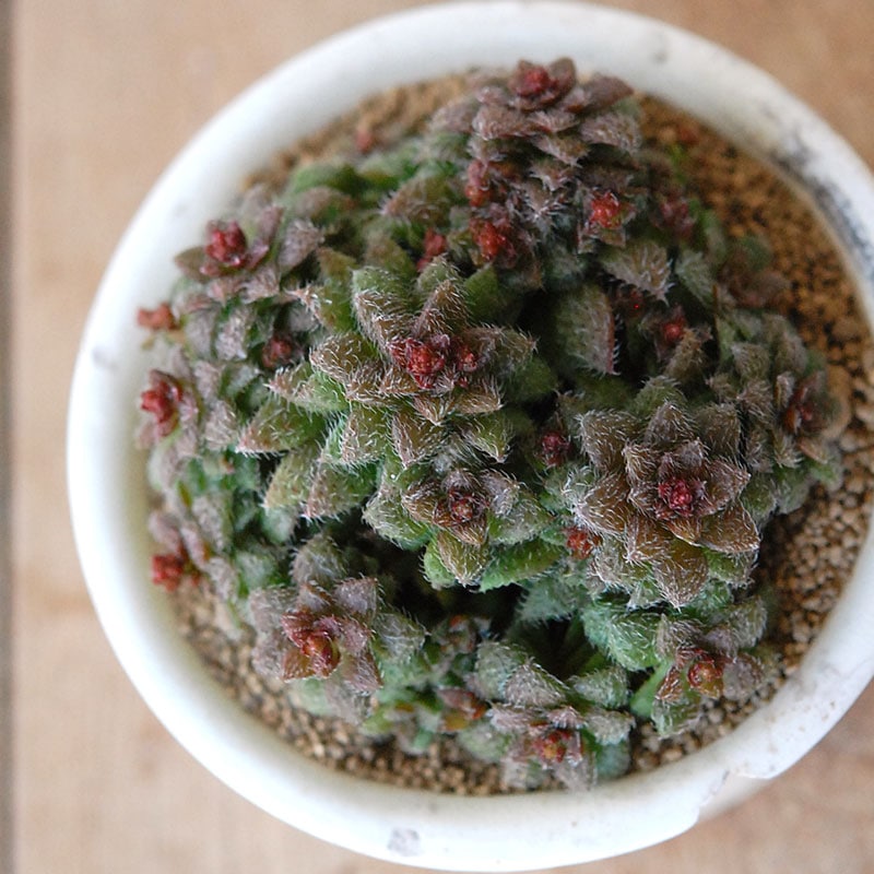 Crassula トランスバール x antique pot