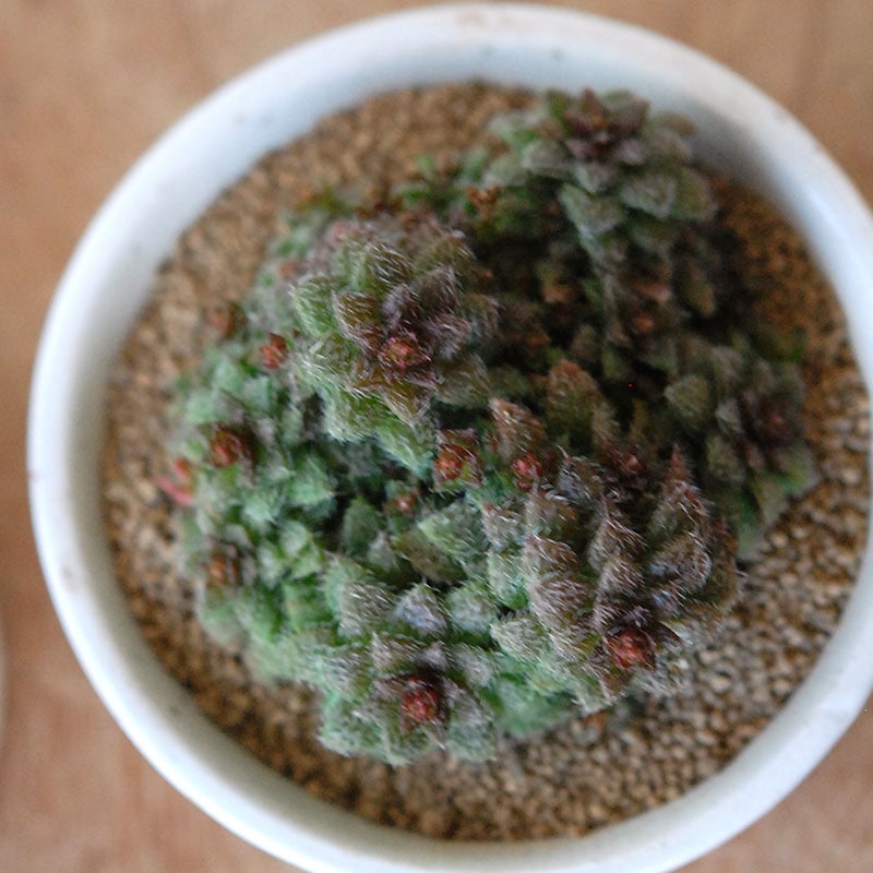 Crassula トランスバール x antique pot